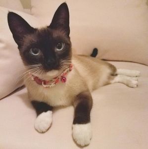 Meet your Posher, Demetria